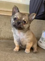 Purple , a male Chihuahua for sale in North Little Rock, AR – 1 of 6