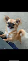 Purple , a male Chihuahua for sale in North Little Rock, AR – 6 of 6