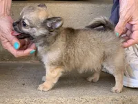 Purple , a male Chihuahua for sale in North Little Rock, AR – 4 of 6