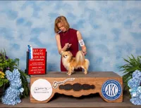 Purple , a male Chihuahua for sale in North Little Rock, AR – 5 of 6