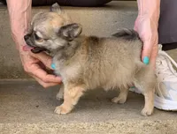 Purple , a male Chihuahua for sale in North Little Rock, AR – 3 of 6