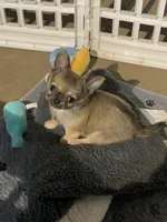 Purple , a male Chihuahua for sale in North Little Rock, AR – 2 of 6