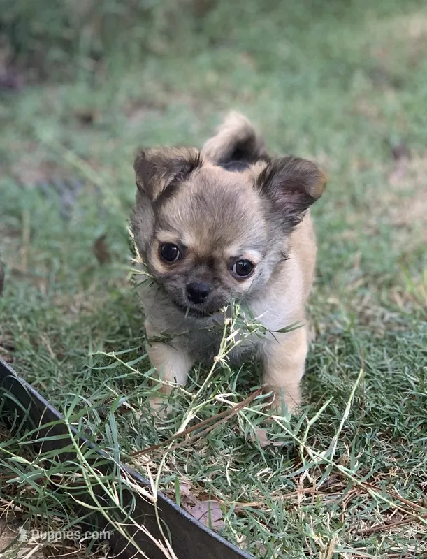 Purple  – Chihuahua puppy for sale in North Little Rock, AR