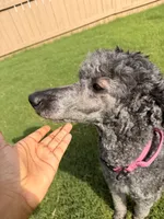 Princess, a female Poodle - Standard  for sale in Covington, GA – 4 of 4