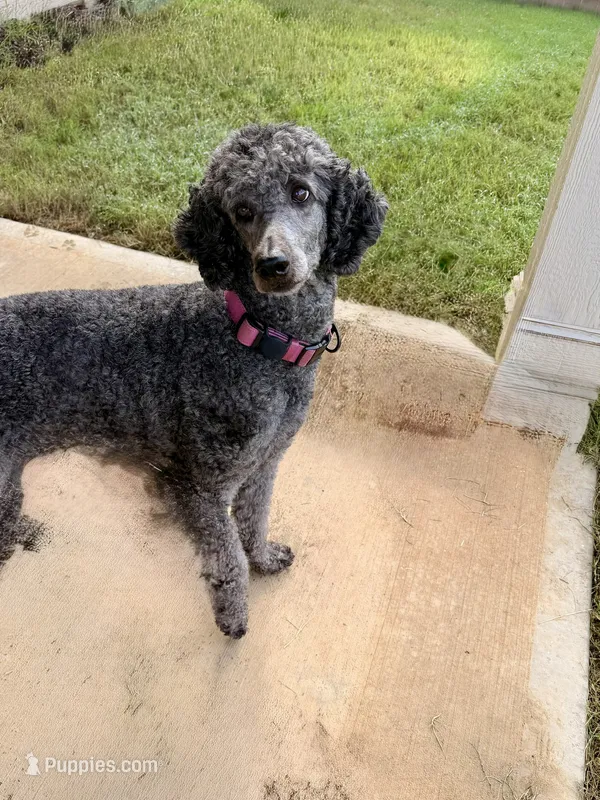 Princess – Poodle - Standard  puppy for sale in Covington, GA