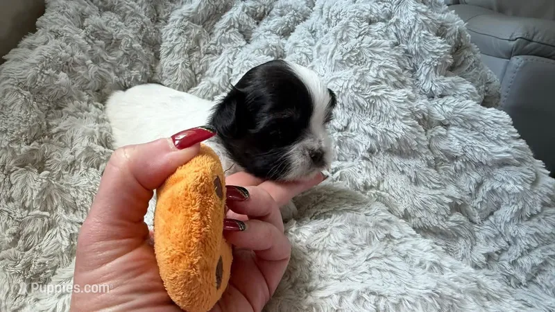CKC Oreo, a male Shih Tzu for sale in Jacksonville, FL – 1 of 4