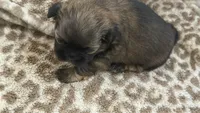Milo CKC Shih-Tzu , a male Shih Tzu for sale in Jacksonville, FL – 2 of 4