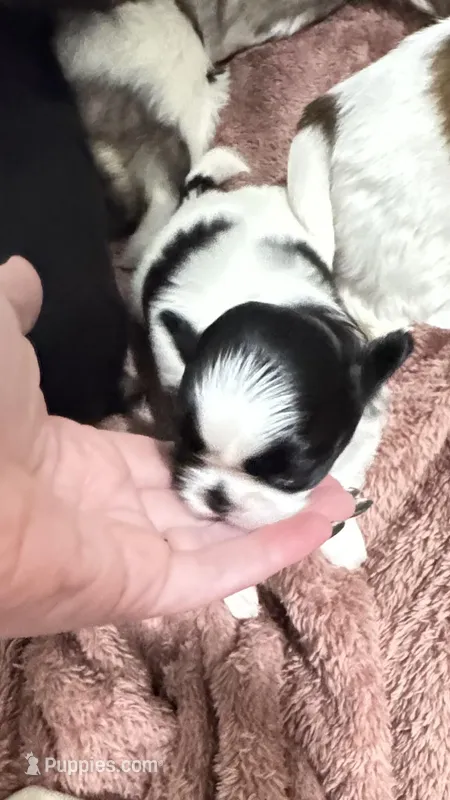 CKC ShihTzu