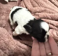 CKC ShihTzu, a female Shih Tzu for sale in Jacksonville, FL – Photo 3 of 4