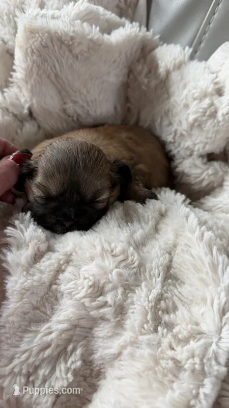 CKC Ressee – Shih Tzu puppy for sale in Jacksonville, FL