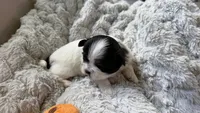 CKC Oreo, a male Shih Tzu for sale in Jacksonville, FL – 3 of 4