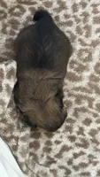 Milo CKC Shih-Tzu , a male Shih Tzu for sale in Jacksonville, FL – 3 of 4