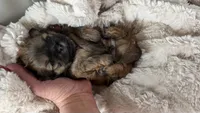 CKC Ressee, a male Shih Tzu for sale in Jacksonville, FL – 4 of 4