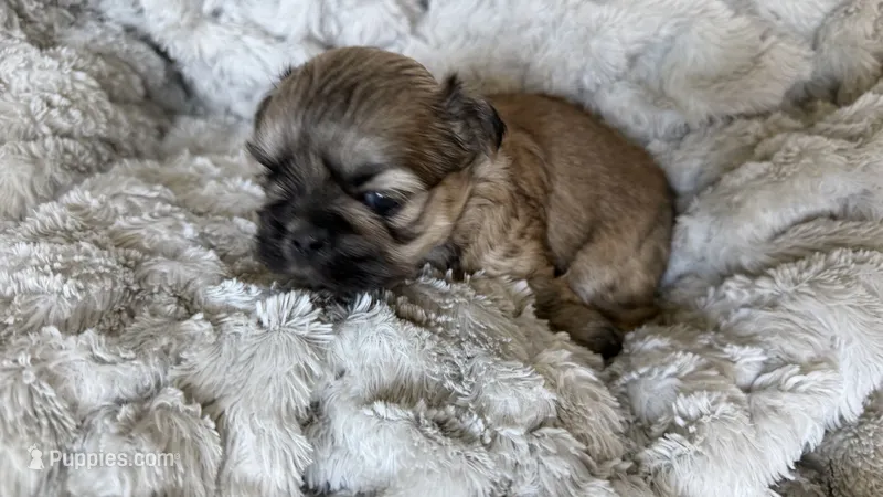 CKC Kona  – Shih Tzu puppy for sale in Jacksonville, FL