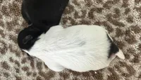 Oreo CKC Shih Tzu, a male Shih Tzu for sale in Jacksonville, FL – 3 of 3