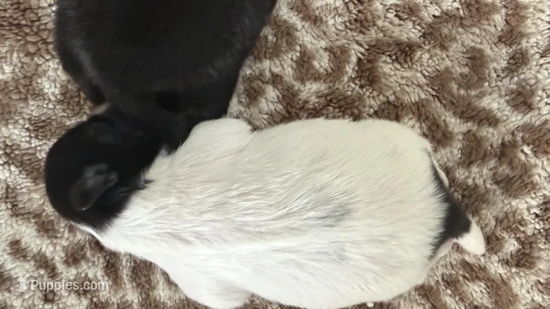Oreo CKC Shih Tzu – Shih Tzu puppy for sale in Jacksonville, FL