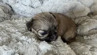 CKC Kona , a male Shih Tzu for sale in Jacksonville, FL – 2 of 5