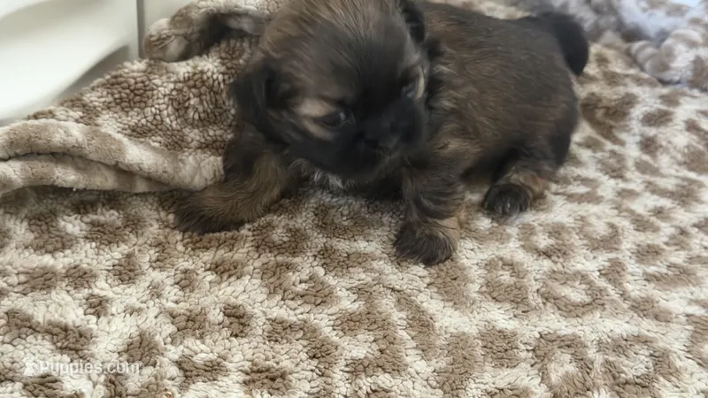 Milo CKC Shih-Tzu  – Shih Tzu puppy for sale in Jacksonville, FL