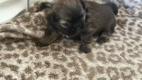 Milo CKC Shih-Tzu , a male Shih Tzu for sale in Jacksonville, FL – 1 of 4