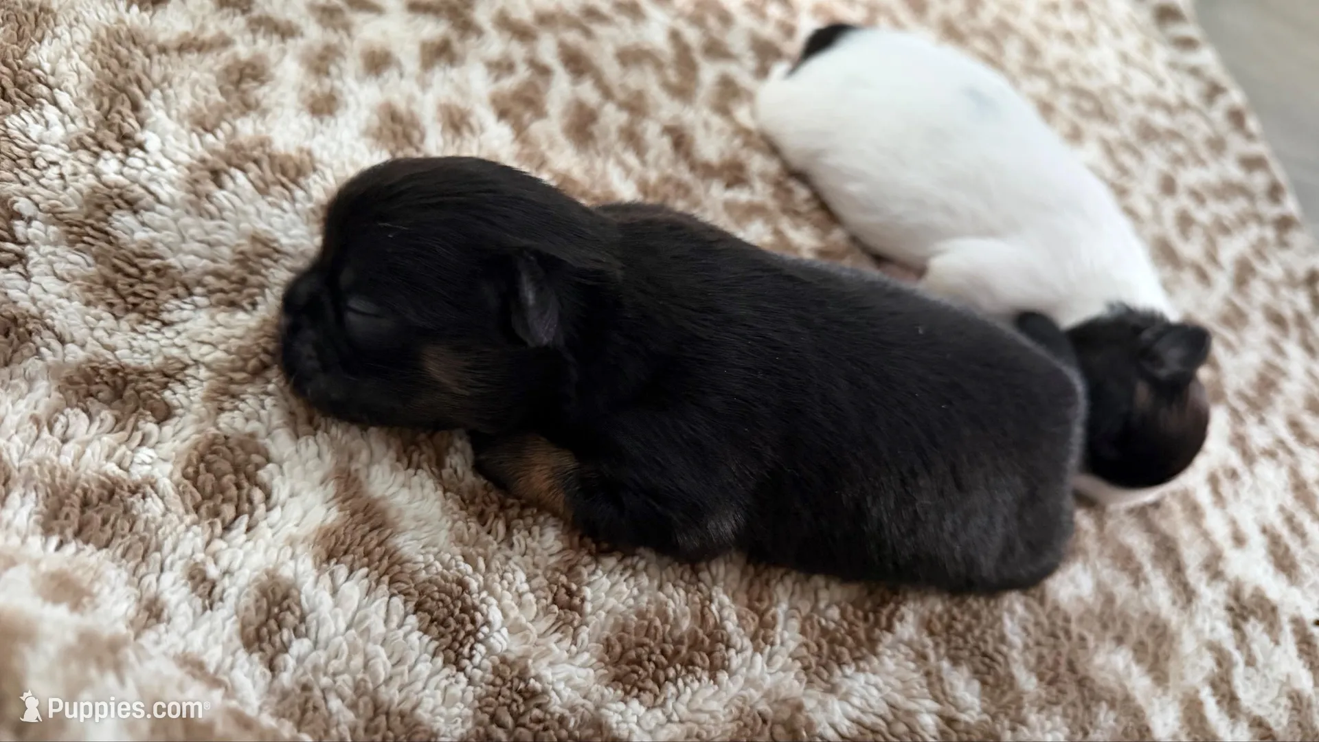 Midnight CKC Shih Tzu, a male Shih Tzu for sale in Jacksonville, FL – 3 of 3