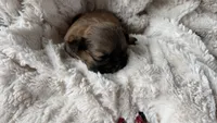 CKC Ressee, a male Shih Tzu for sale in Jacksonville, FL – 2 of 4