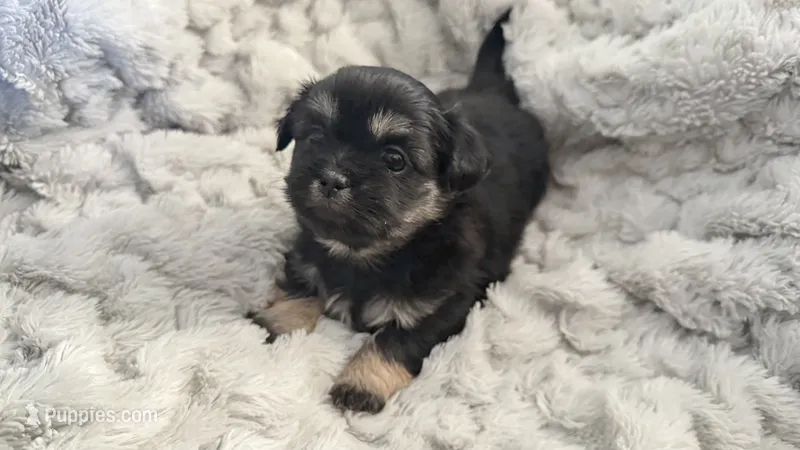 CKC Truffles (Imperial)