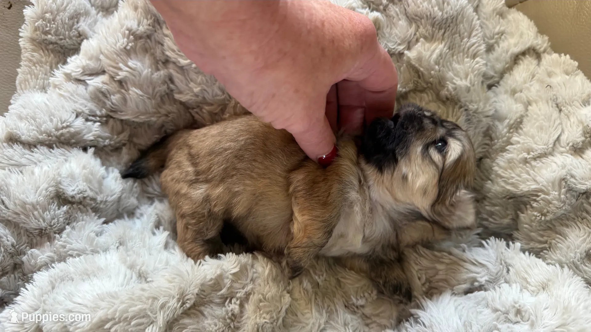 CKC Kona , a male Shih Tzu for sale in Jacksonville, FL – 5 of 5