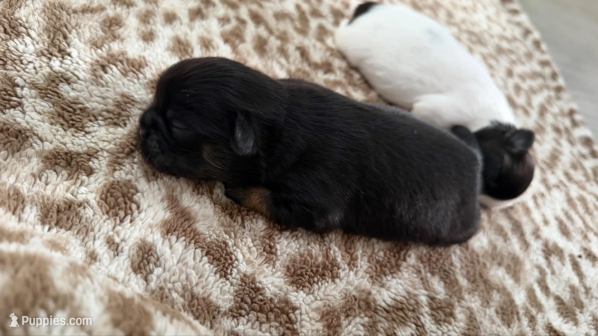 Midnight CKC Shih Tzu, a male Shih Tzu for sale in Jacksonville, FL – 2 of 3
