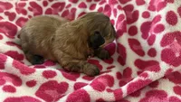 CKC Mocha (ShihTzu ), a male Shih Tzu for sale in Jacksonville, FL – 2 of 6