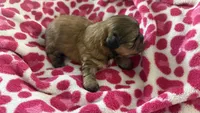 CKC Mocha (ShihTzu ), a male Shih Tzu for sale in Jacksonville, FL – 4 of 6