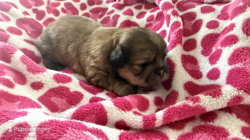CKC Mocha (ShihTzu ), a male Shih Tzu for sale in Jacksonville, FL – 1 of 6