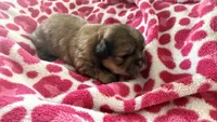 CKC Mocha (ShihTzu ), a male Shih Tzu for sale in Jacksonville, FL – 1 of 6