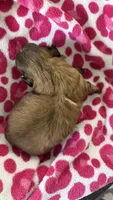 CKC Mocha (ShihTzu ), a male Shih Tzu for sale in Jacksonville, FL – 5 of 6