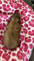 CKC Mocha (ShihTzu ), a male Shih Tzu for sale in Jacksonville, FL – 6 of 6