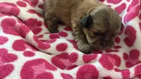 CKC Mocha (ShihTzu ), a male Shih Tzu for sale in Jacksonville, FL – 3 of 6