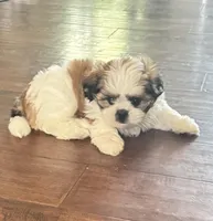 CKC Benny, a male Shih Tzu for sale in Jacksonville, FL – Photo 6 of 9