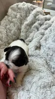 CKC Oreo, a male Shih Tzu for sale in Jacksonville, FL – 4 of 4