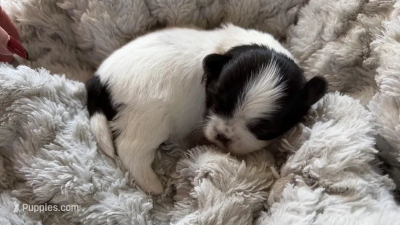 Oreo CKC Shih Tzu – Shih Tzu puppy for sale in Jacksonville, FL
