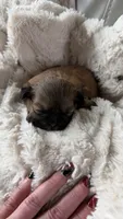 CKC Ressee, a male Shih Tzu for sale in Jacksonville, FL – 3 of 4