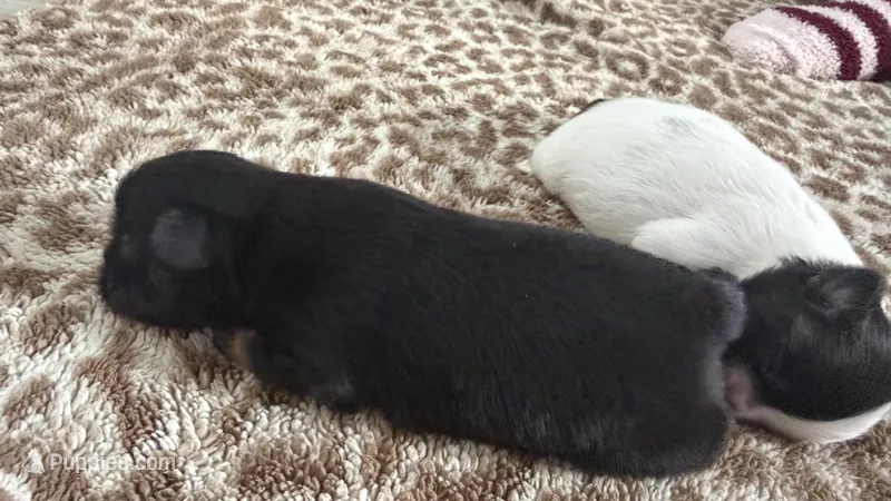 Midnight CKC Shih Tzu – Shih Tzu puppy for sale in Jacksonville, FL