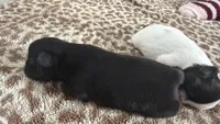 Midnight CKC Shih Tzu, a male Shih Tzu for sale in Jacksonville, FL – 1 of 3