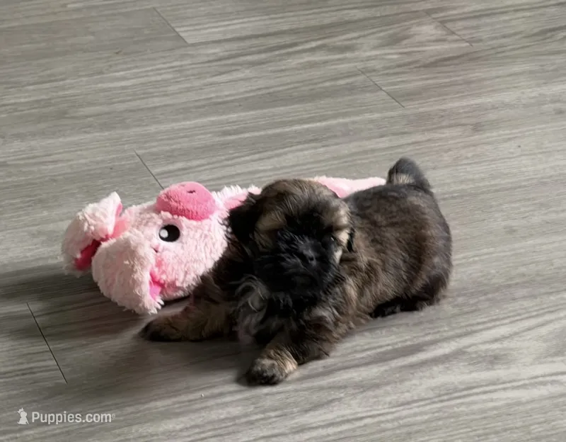 Milo CKC Shih-Tzu  – Shih Tzu puppy for sale in Jacksonville, FL