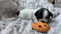 CKC Oreo, a male Shih Tzu for sale in Jacksonville, FL – 2 of 4