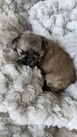 CKC Kona , a male Shih Tzu for sale in Jacksonville, FL – 3 of 5