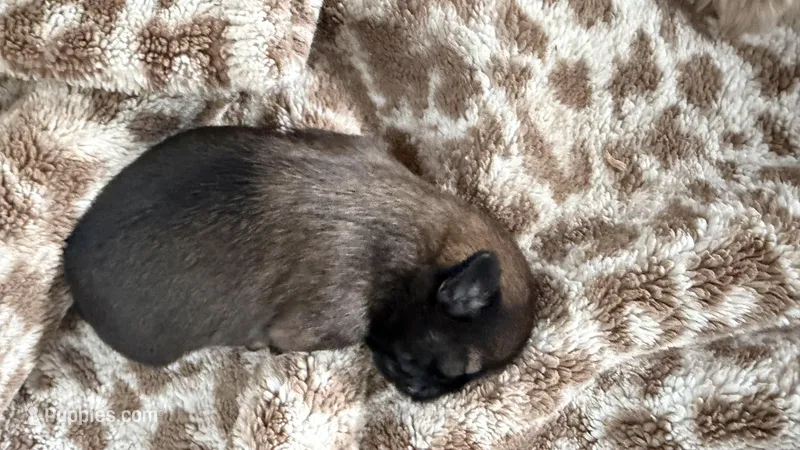 Kona CKC Shih-Tzu  – Shih Tzu puppy for sale in Jacksonville, FL
