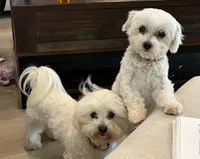 Boy 3, a male Maltese for sale in Rockwall, TX – Photo 4 of 7