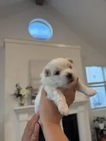 Boy 3, a male Maltese for sale in Rockwall, TX – Photo 3 of 10