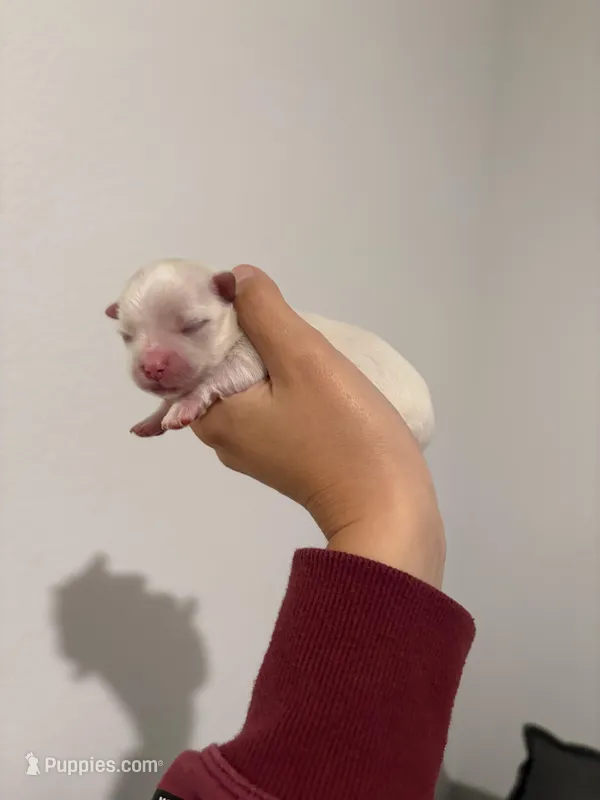 Boy 3 – Maltese puppy for sale in Rockwall, TX