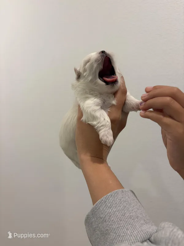 Boy 3 – Maltese puppy for sale in Rockwall, TX