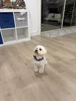 Boy 3, a male Maltese for sale in Rockwall, TX – Photo 7 of 7